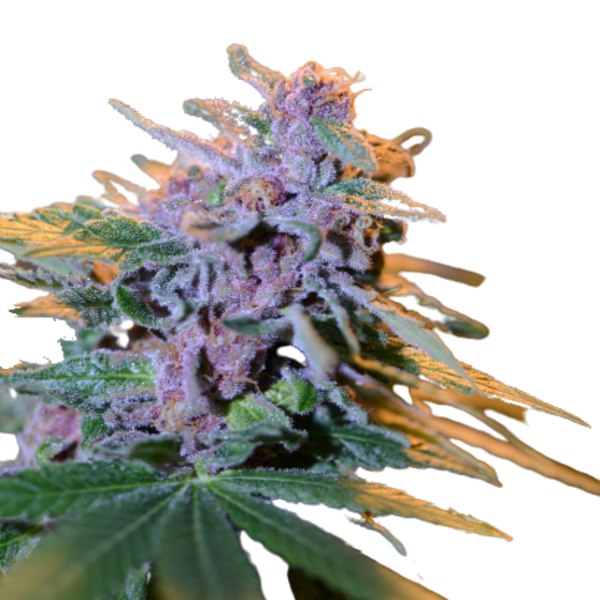 Perfect Purple™ - The Wolf's Cannabis Seeds Shop & MMJ Supply