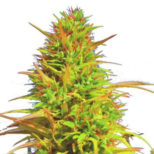 Pink Wolf™ Regular Cannabis Seeds
