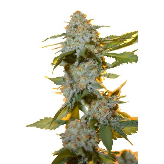 Skush™ Regular Cannabis Seeds