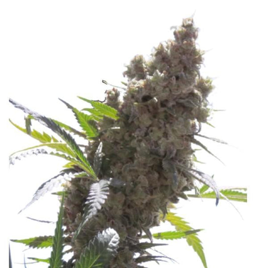 Wafflez™ Regular Cannabis Seeds