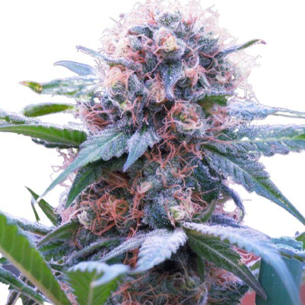 Chef Kush™ Regular Cannabis Seeds – Buy Marijuana Seeds Wolf Cannabis ...