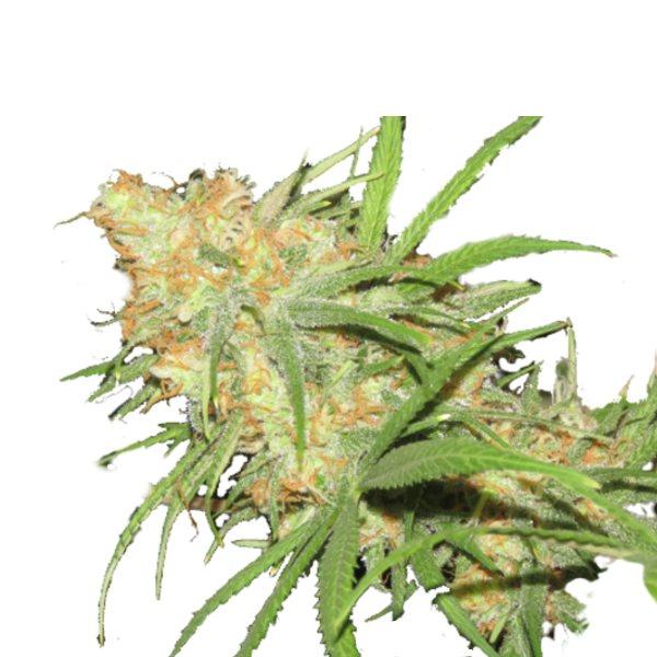 Lime Tart™ Regular Cannabis Seeds