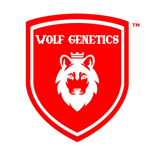 buy cannabis seeds feminized seeds wolf genetics